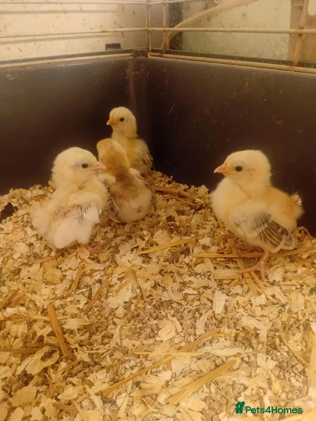 Chickens poultry for sale: Serama and black copper maran chicks - Advert 2