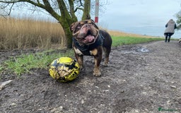English Bulldog dogs for stud: Exclusive Tri-Colour Chocolate English Bulldog  - Image 14