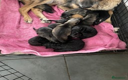 Mixed Breed dogs for sale: 9 gsd x pups for sale  - Image 2