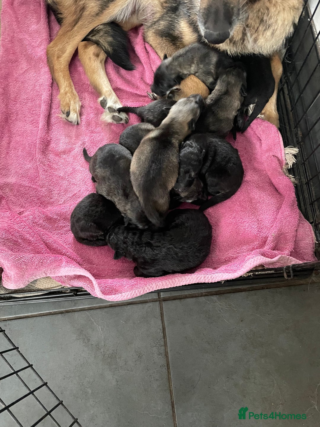 Mixed Breed dogs for sale: 9 gsd x pups for sale  - Image 2