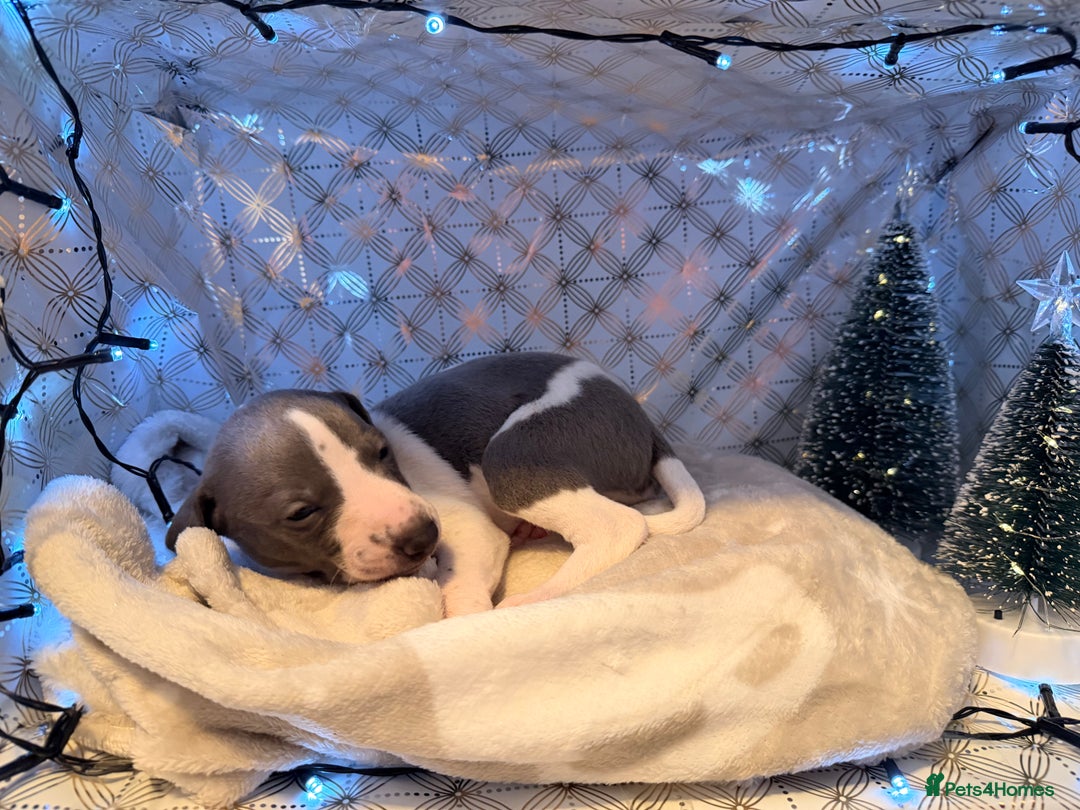 Whippet dogs for sale: Whippets  - Advert 22