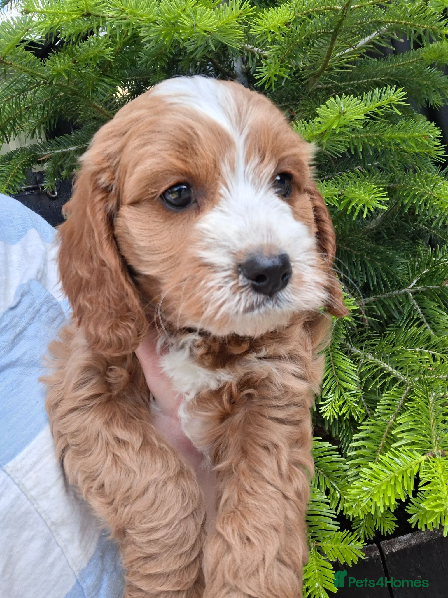 Cavapoo dogs 4 beautiful cavapoo boy pups - Advert 4