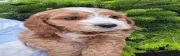 Cavapoo dogs for sale: 4 beautiful cavapoo boy pups - Advert 1