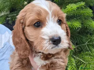 Cavapoo dogs 4 beautiful cavapoo boy pups - Advert 5