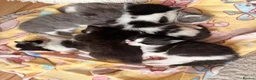 Ragdoll cats for sale: Half ragdoll kittens  - Advert 7