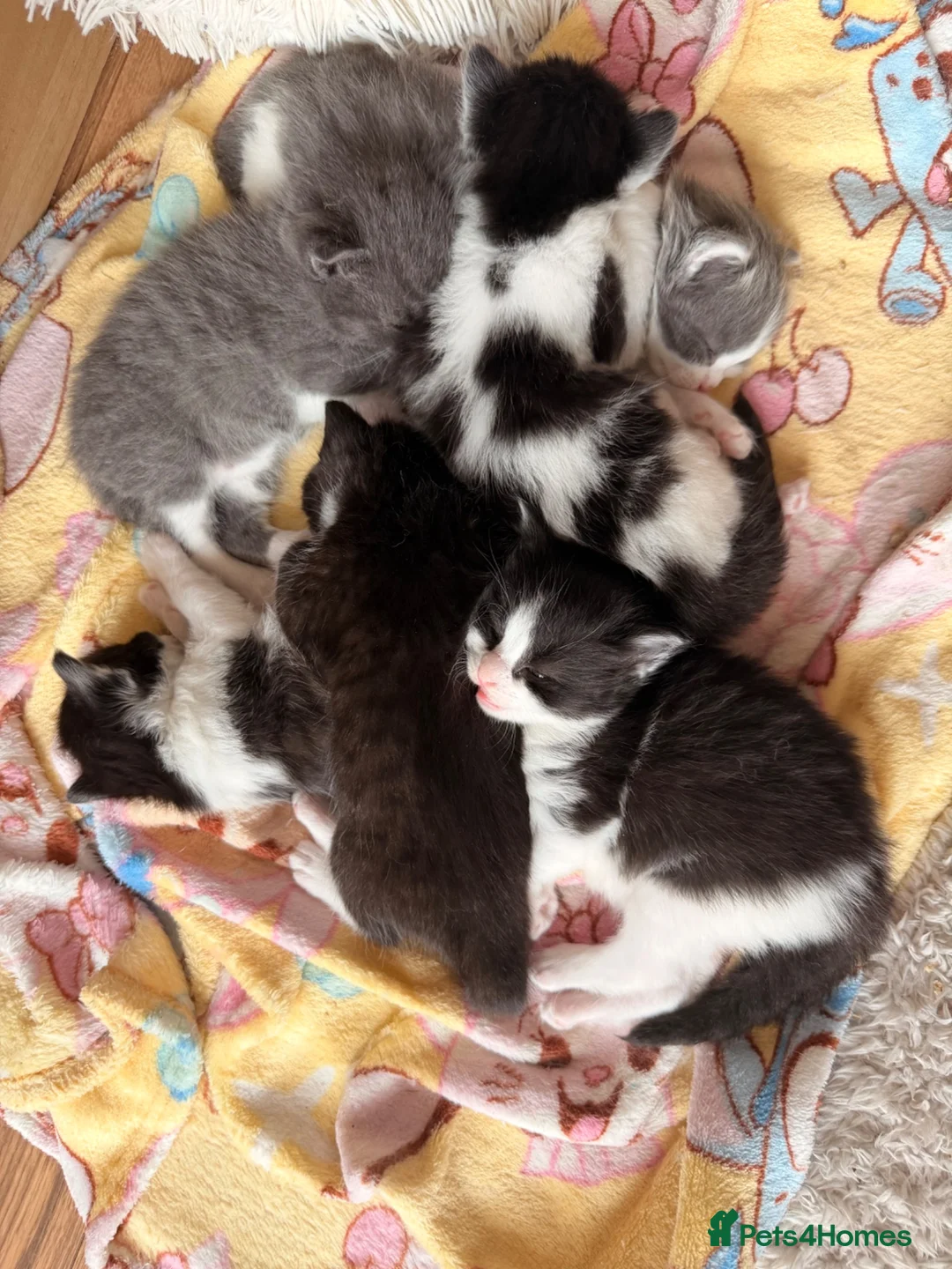 Ragdoll cats for sale: Half ragdoll kittens  - Advert 7