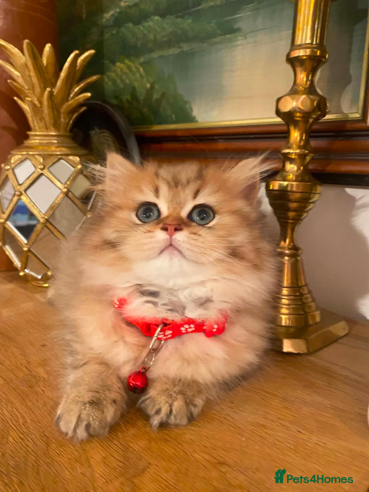 British Longhair cats British longhair  - Advert 3