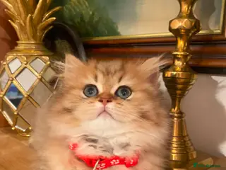 British Longhair cats British longhair - Advert 5