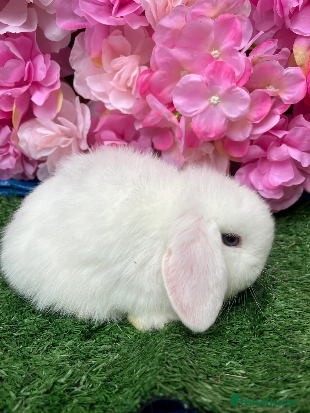 Mini Lop rabbits for sale: Mini lops ready now - Advert 6