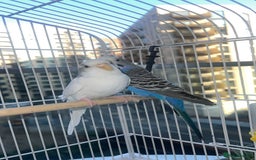 Budgerigars birds for sale: Birds - Image 4