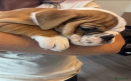 English Bulldog dogs for sale: English bulldog puppies kc reg  - Image 5