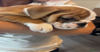 English Bulldog dogs - Advert 15