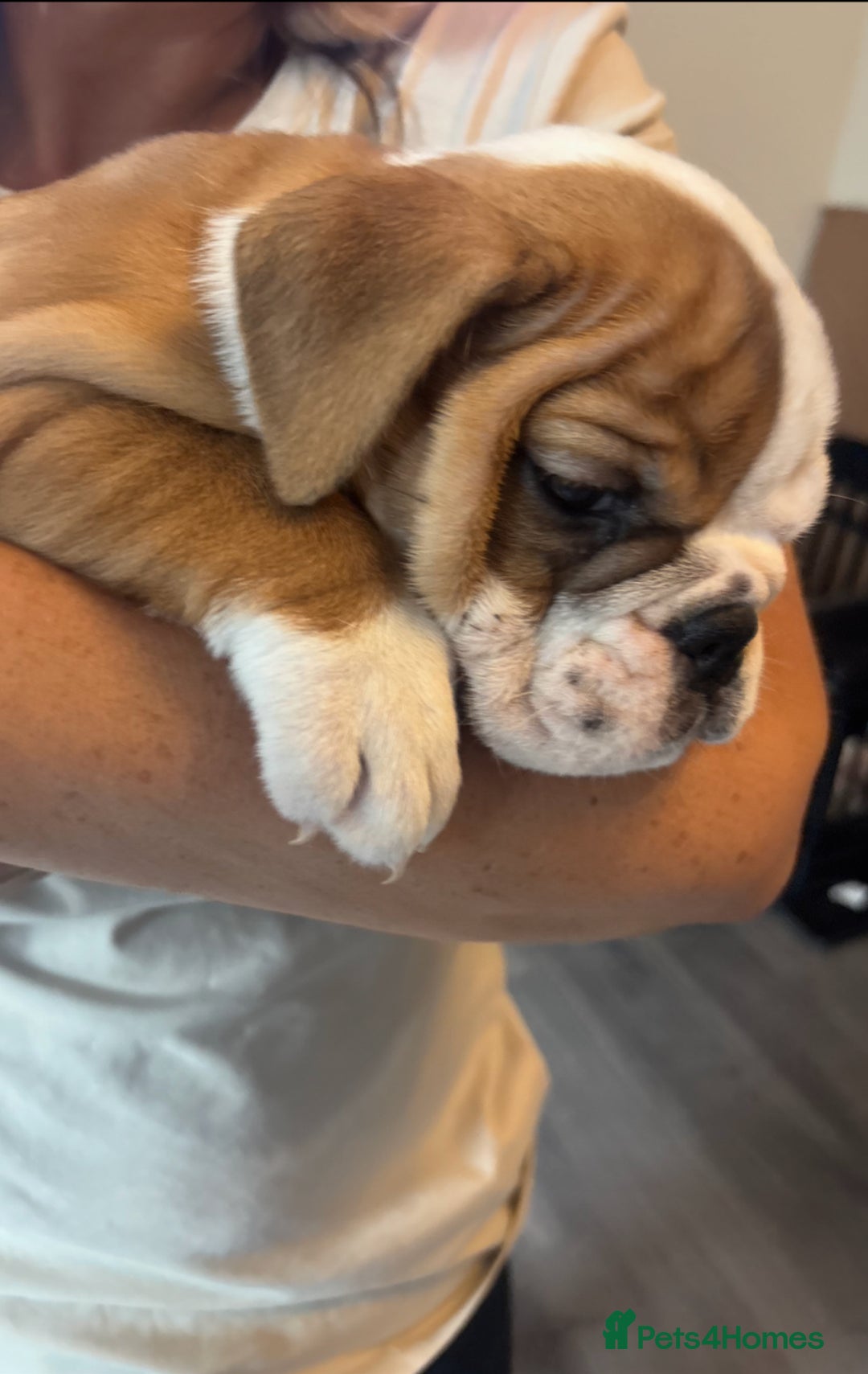English Bulldog dogs for sale: English bulldog puppies kc reg  - Image 5