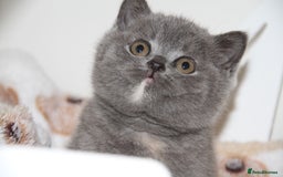 British Shorthair cats for sale: British Shorthairs. kittens - Image 8