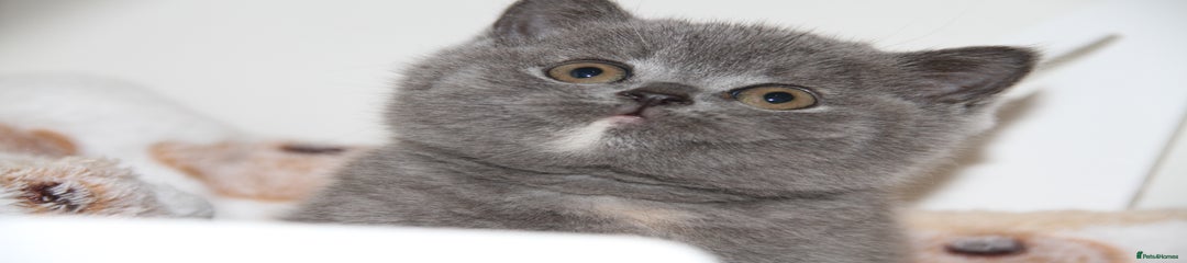 British shorthair blue tortie female ready Oct