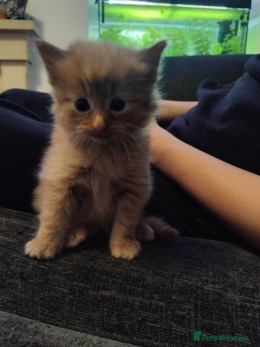 Maine Coon cats for sale: 2 Maine coon cross kittens - Advert 14