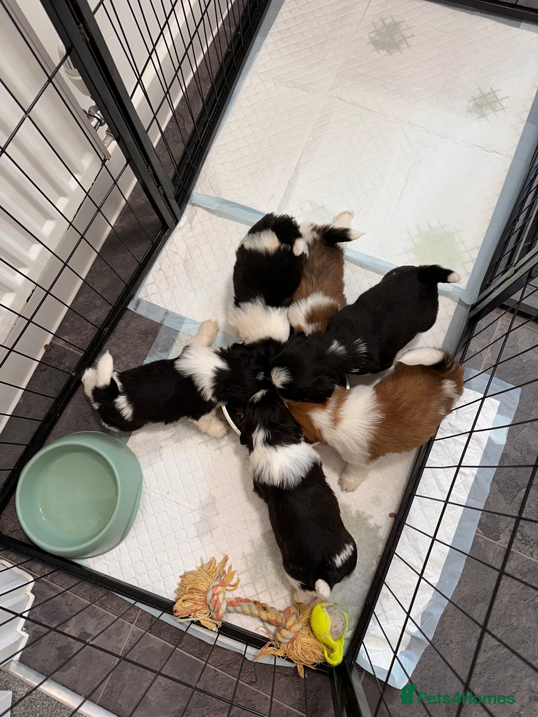 Shih Tzu dogs for sale: Shih Tzu puppies - Advert 19