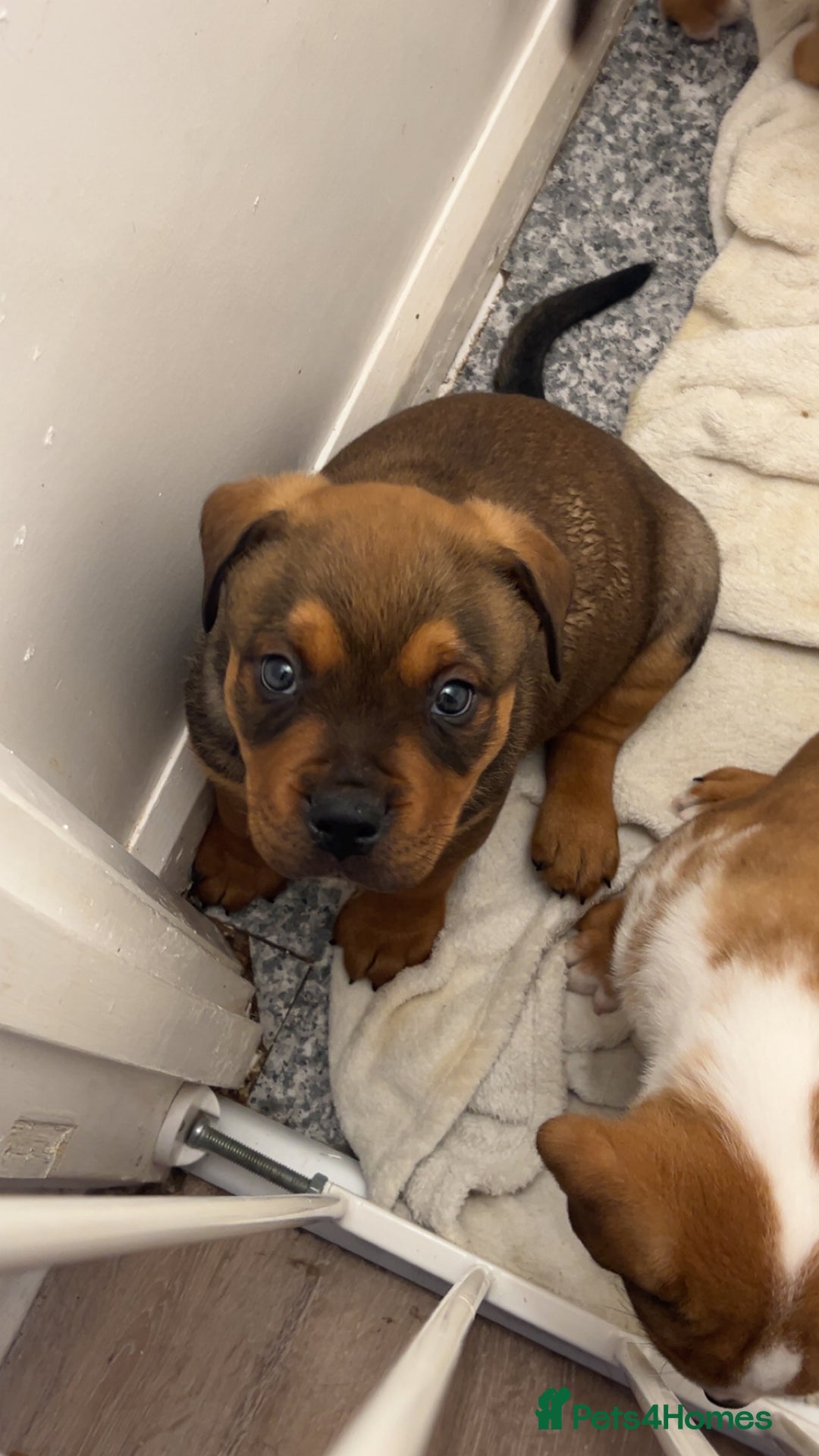 Mixed Breed dogs for sale: 3 beautiful puppies available  - Advert 20