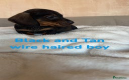 Dachshund dogs for sale: 🌈🌈rainbow litter 🌈🌈 - Image 12
