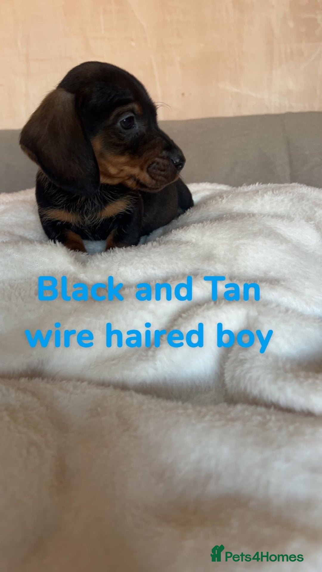 Dachshund dogs for sale: 🌈🌈rainbow litter 🌈🌈 - Image 12