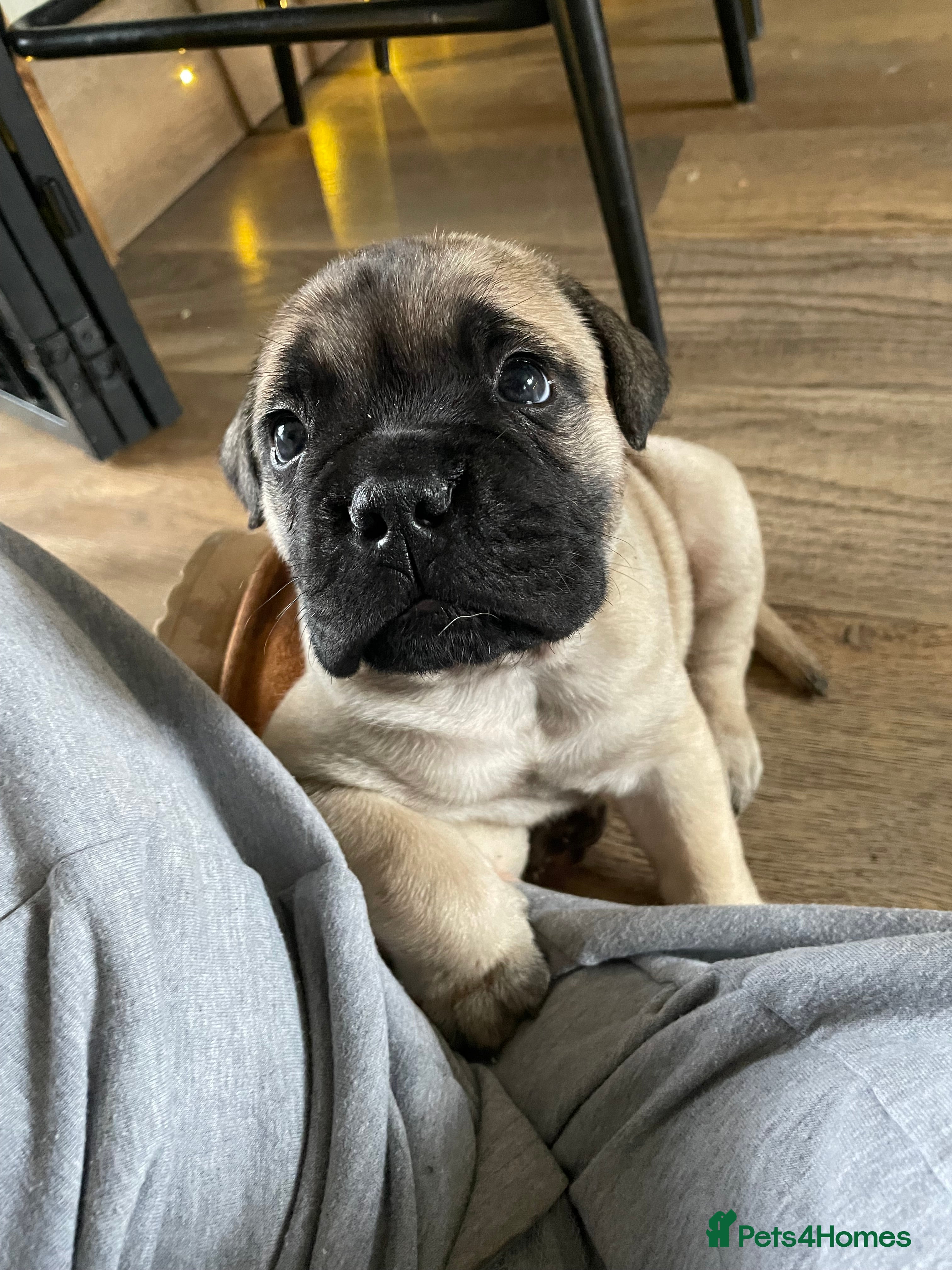 Bullmastiff dogs  Bullmastiff Puppy boy  - Advert 1