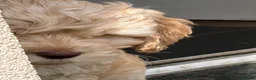 Cockapoo dogs for sale: READY NOW F1 Cockapoo boys  - Advert 9