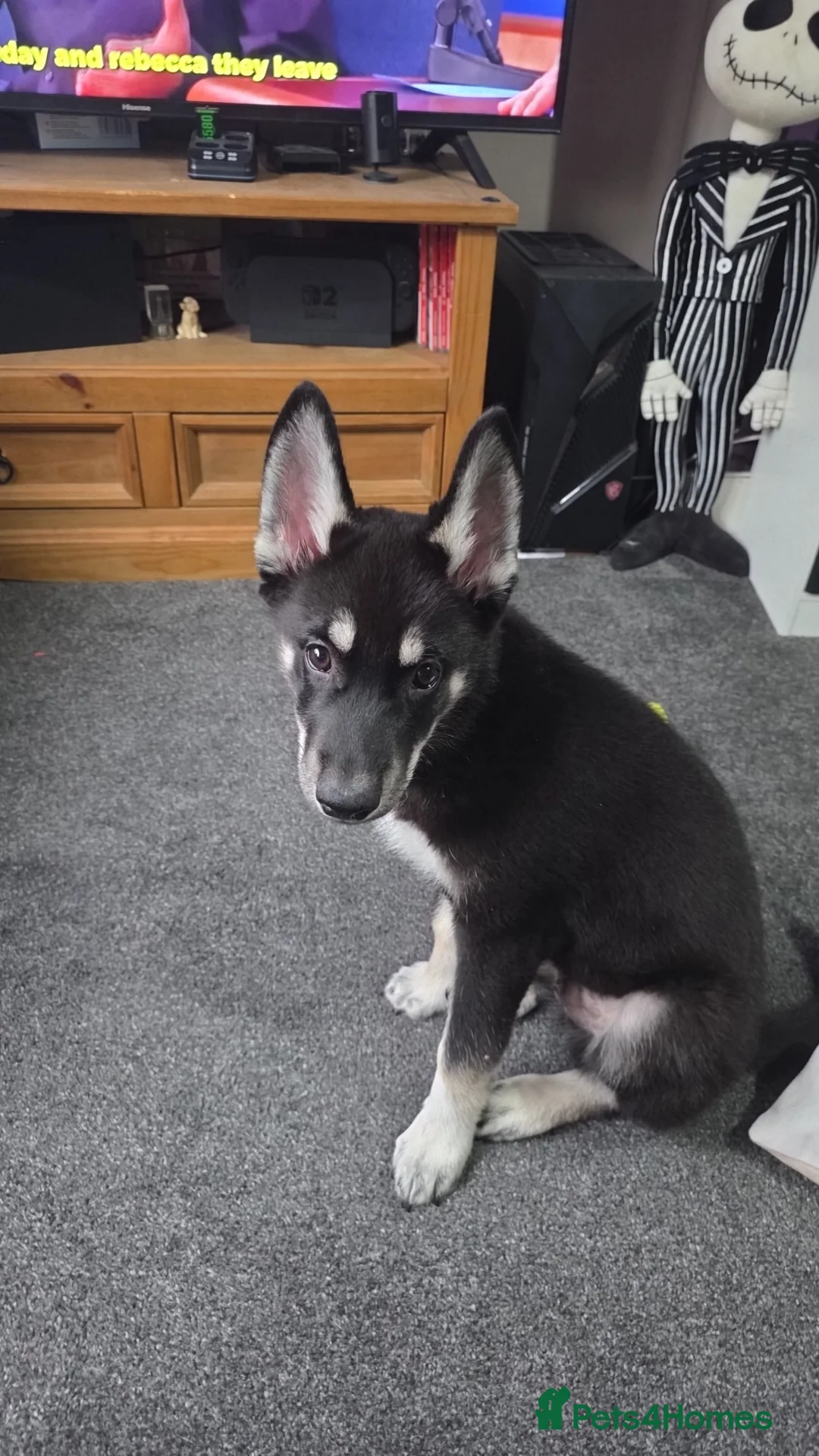 Shepsky dogs for sale: 1 male puppy  - Advert 5