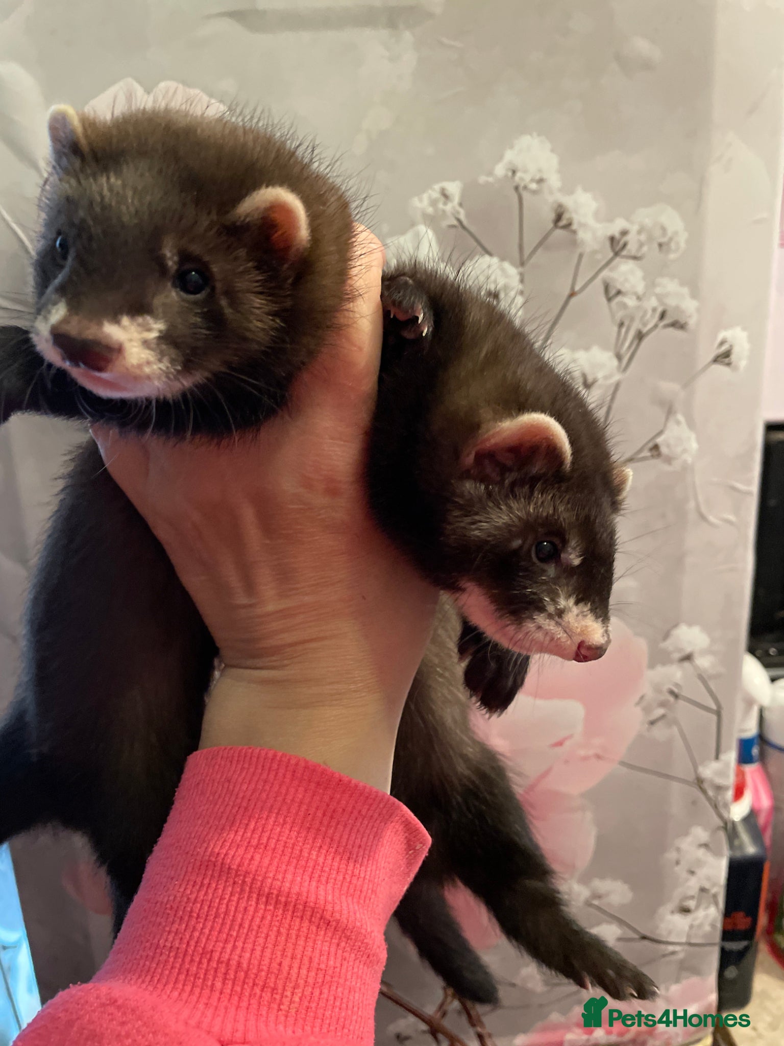 Ferret rodents Black sable kits ready for new homes - Advert 3