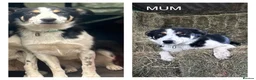 Border Collie dogs for sale: GORGEOUS BORDER COLLIE PUPPIES - Advert 12