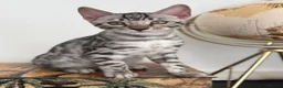 Bengal cats for sale: 2 TICA Active Bengal BOYS! - Advert 12
