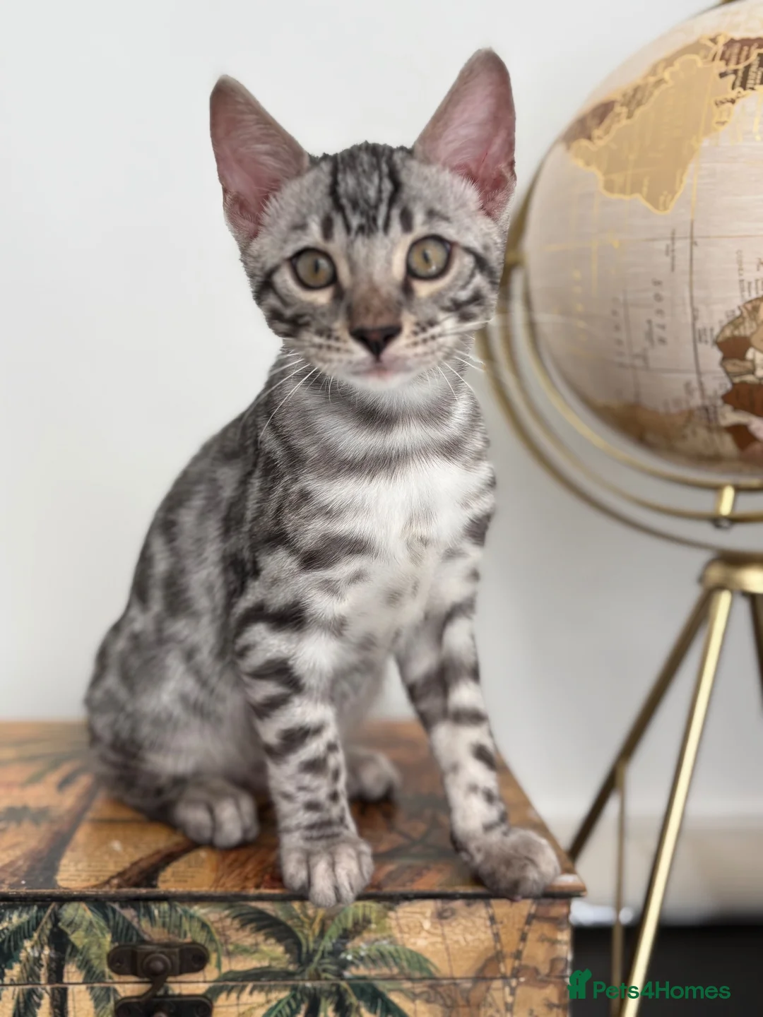 Bengal cats for sale: 2 TICA Active Bengal BOYS! - Advert 12