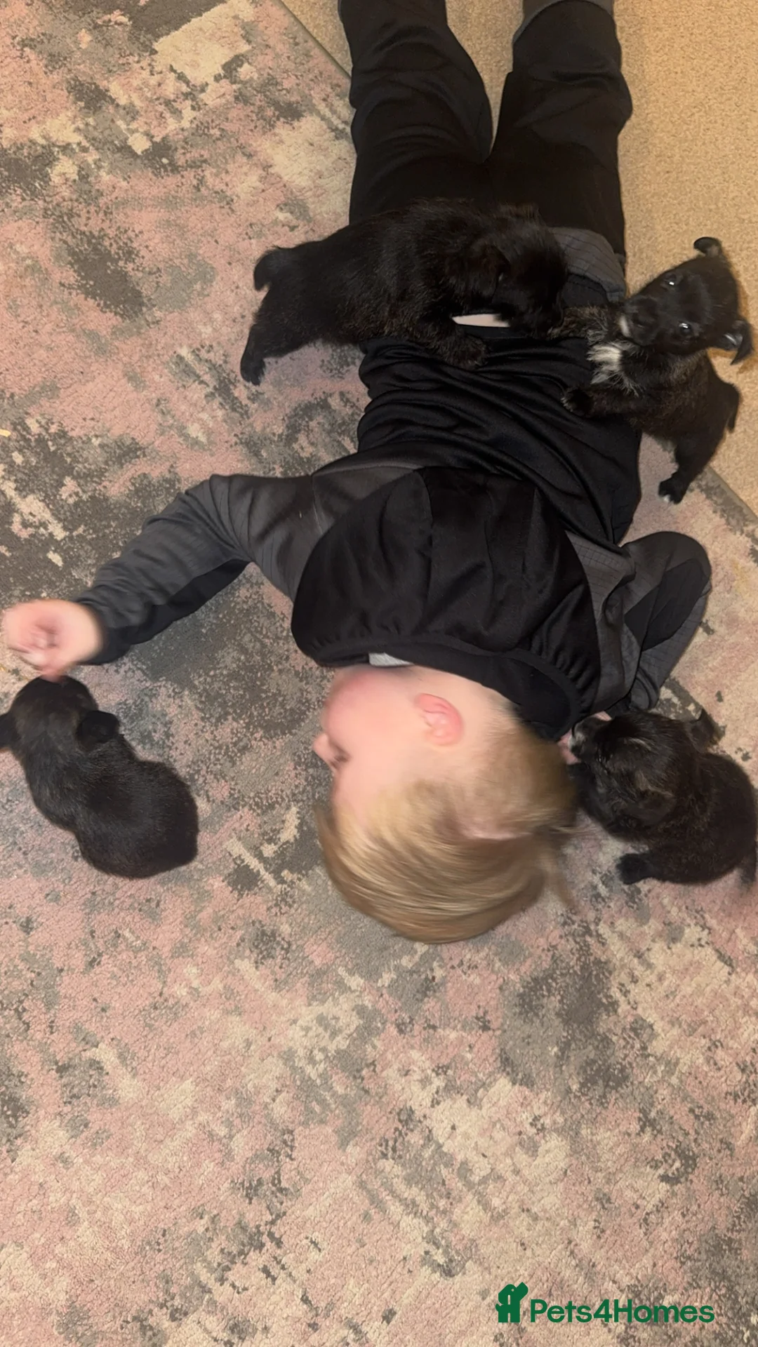 Mixed Breed dogs for sale: West highland cross Scottish terriers 2 left!  - Advert 10