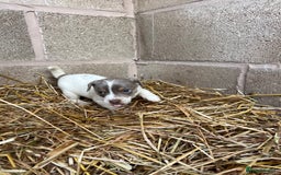 Jack Russell dogs for sale: Lilac & Tan Miniature Jack Russel  - Image 18