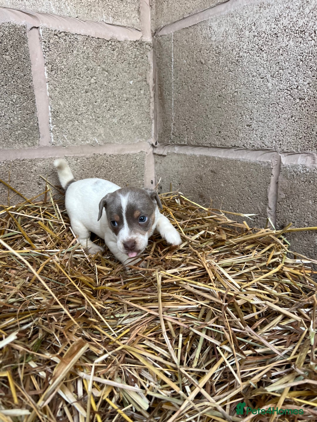 Jack Russell dogs for sale: Lilac & Tan Miniature Jack Russel  - Image 18