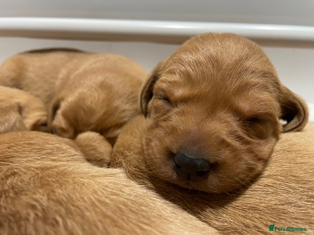 Labrador Retriever dogs for sale: Beautiful KC Registered Fox Red Pups - Advert 5