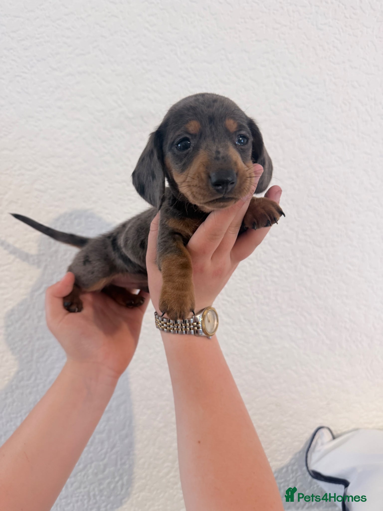 Miniature Dachshund dogs Beautiful dachshunds !   - Advert 17