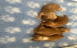 Cocker Spaniel dogs for sale: Show type cocker  spaniel “ Villaspaniol  ” kC reg - Image 9