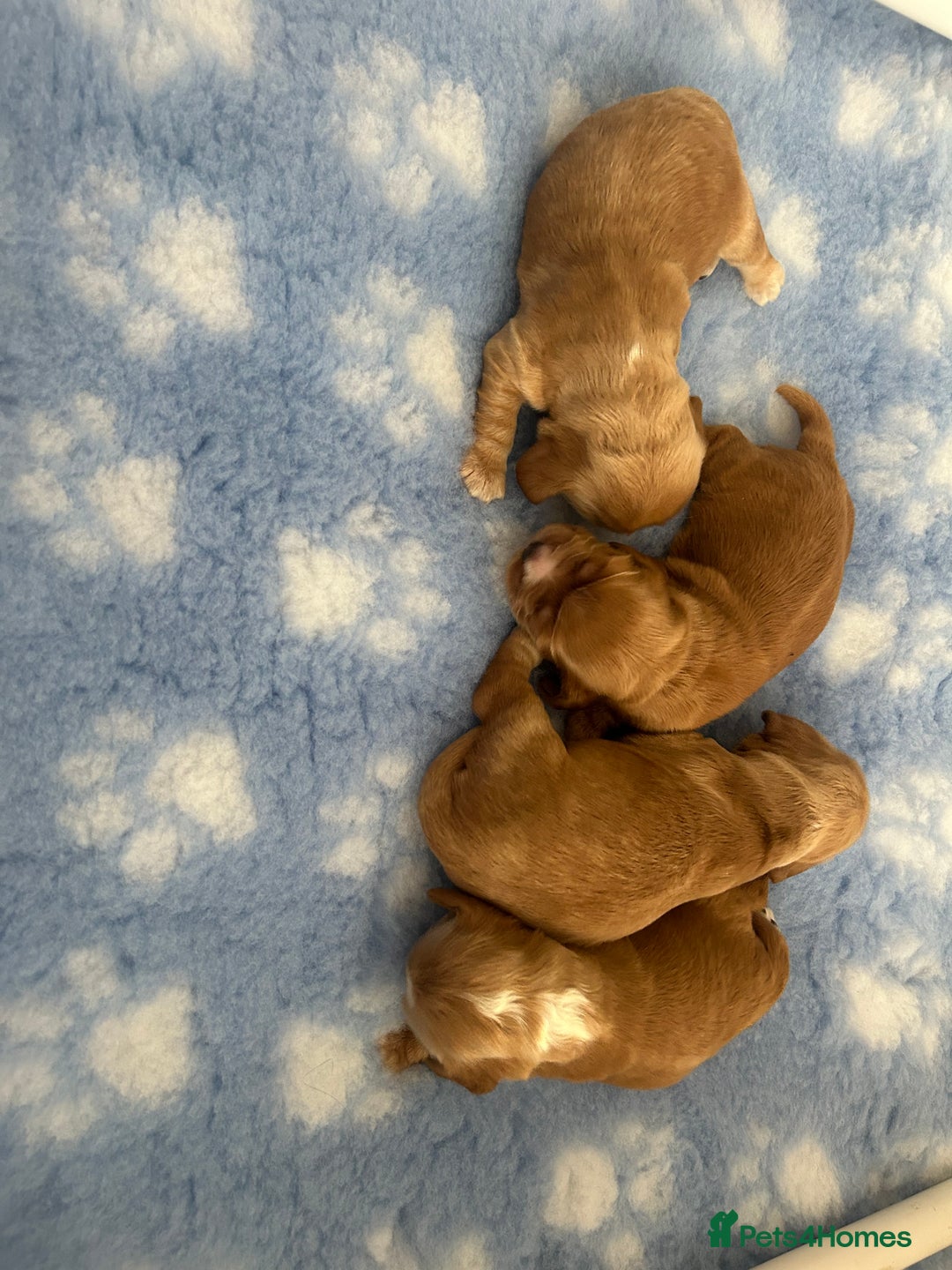 Cocker Spaniel dogs for sale: Show type cocker  spaniel “ Villaspaniol  ” kC reg - Image 9
