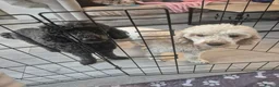 Miniature Poodle dogs for sale: 7 beautiful miniature poodles - Advert 38