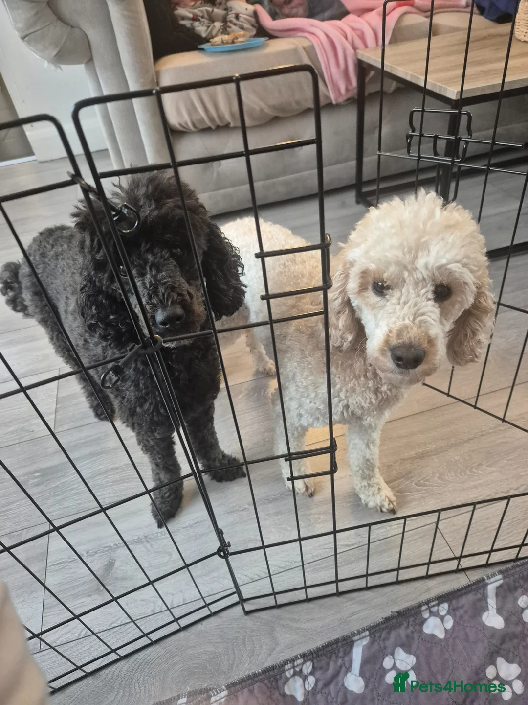 Miniature Poodle dogs for sale: 7 beautiful miniature poodles - Advert 38
