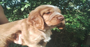Cocker Spaniel dogs - Advert 11
