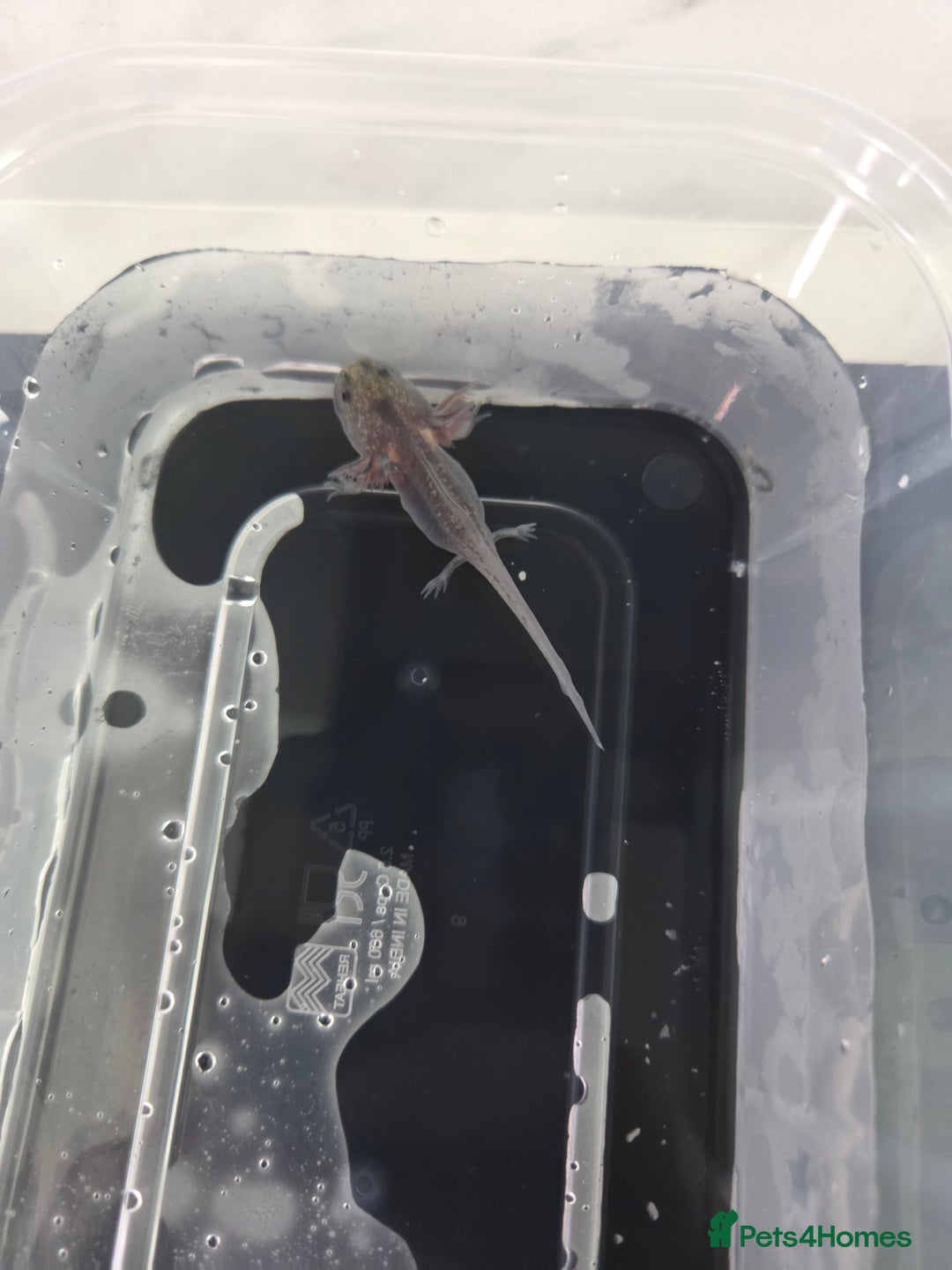 Axolotl reptiles for sale: 3 month old Axolotl's for sale - Advert 5