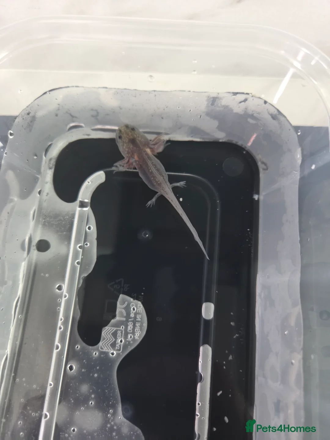 Axolotl reptiles for sale: 3 month old Axolotl's for sale - Advert 5