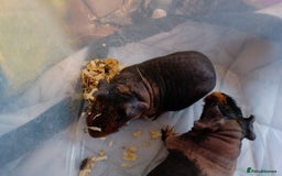 Guinea Pig rodents for sale: Skinny pigs  - Advert 3