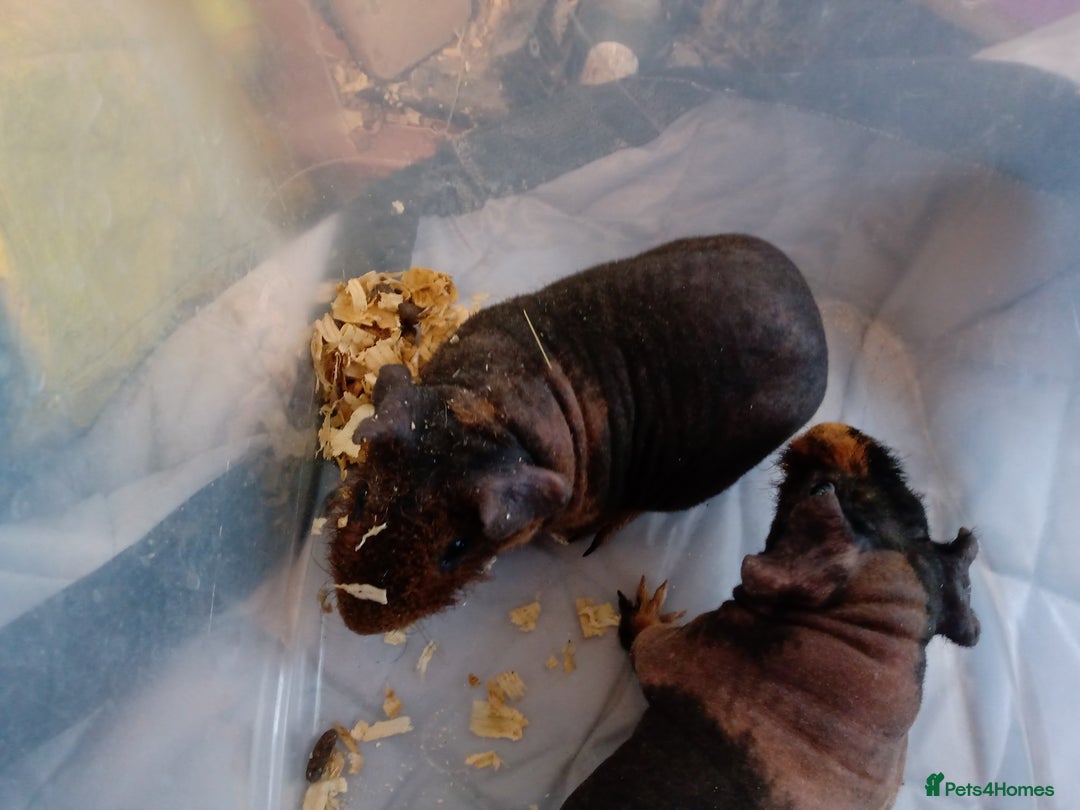 Guinea Pig rodents for sale: Skinny pigs  - Advert 3