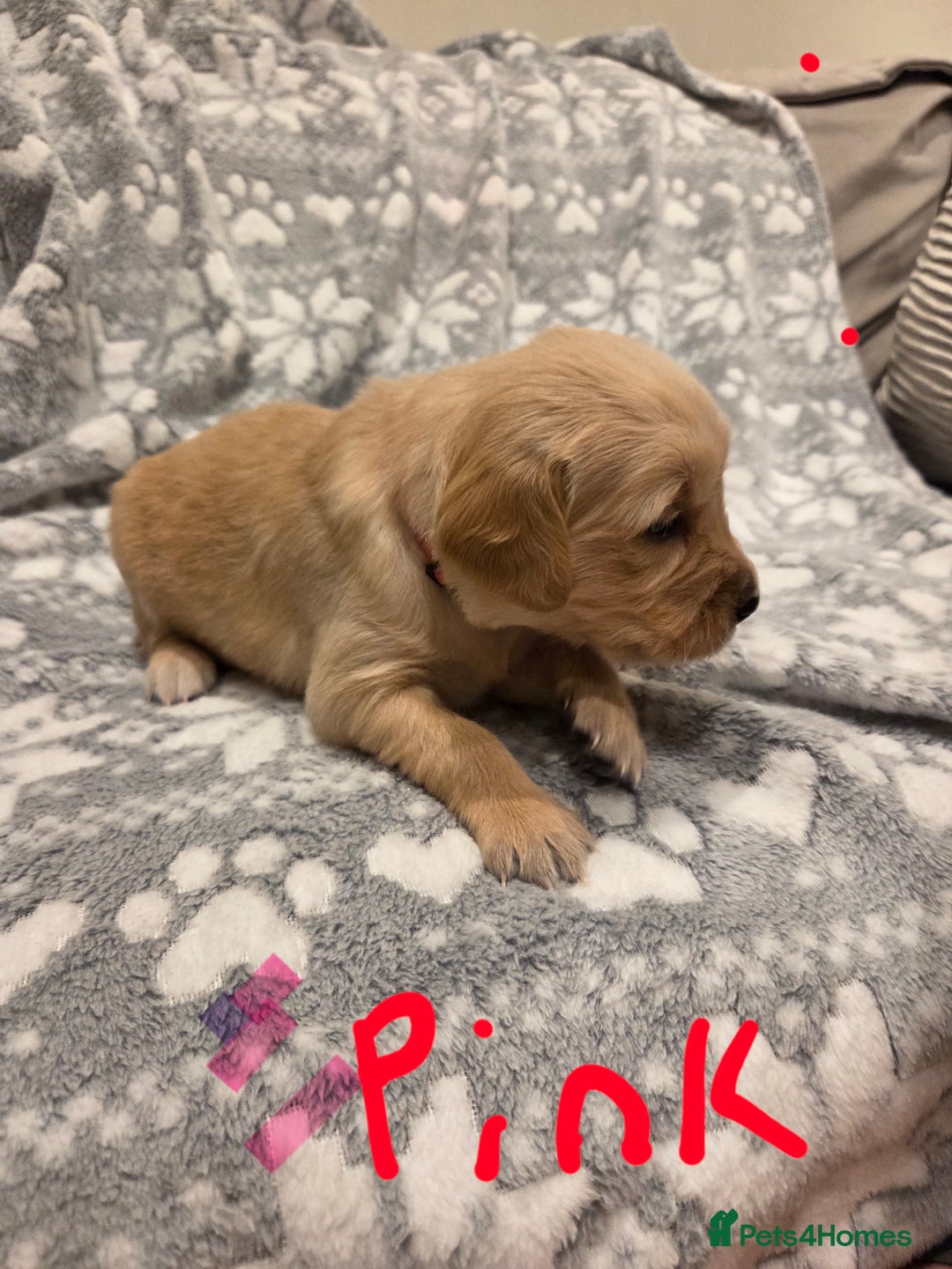 Golden Retriever dogs for sale: KC registered Beautiful Golden retriever puppies  - Advert 21