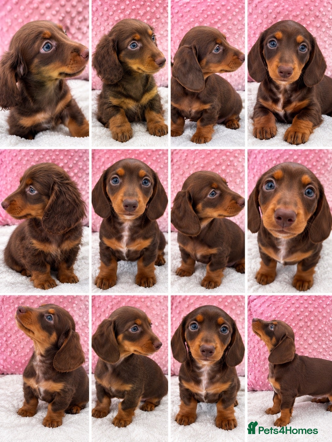 Miniature Dachshund dogs Miniature dachshund puppies - Advert 1