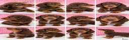 Miniature Dachshund dogs for sale: Miniature dachshund puppies in Largs - Advert 1