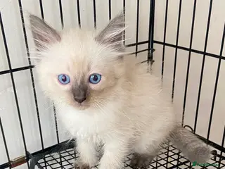 Ragdoll cats Ragdoll 1 BOY kitten - Advert 1