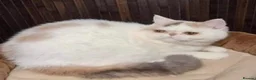 Exotic cats for sale: 4 exotic short hair boys for sale  - Advert 11